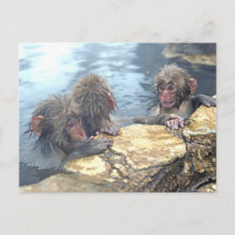 Onsen Monkeys Briefkaart