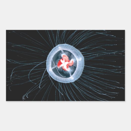 Onsterfelijke kwallen rechthoek Stickers (Voorkant)
