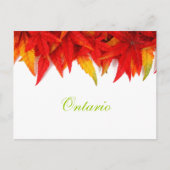 Ontario Autumn Leaves Briefkaart (Voorkant)