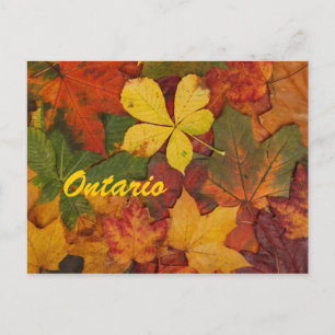 Ontario Autumn Leaves Briefkaart