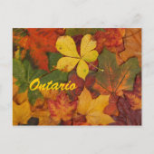 Ontario Autumn Leaves Briefkaart (Voorkant)