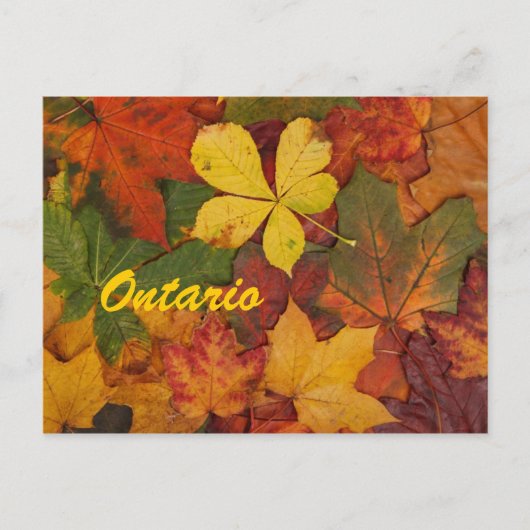 Ontario Autumn Leaves Briefkaart (Voorkant)