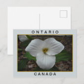 Ontario, Canada Trillium Briefkaart (Voorkant / Achterkant)