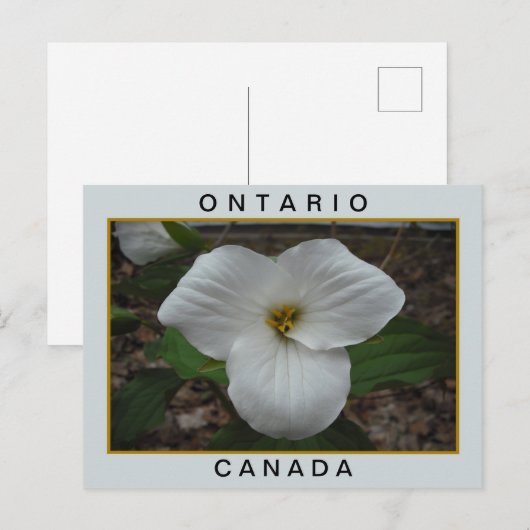 Ontario, Canada Trillium Briefkaart (Voorkant / Achterkant)