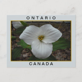 Ontario, Canada Trillium Briefkaart