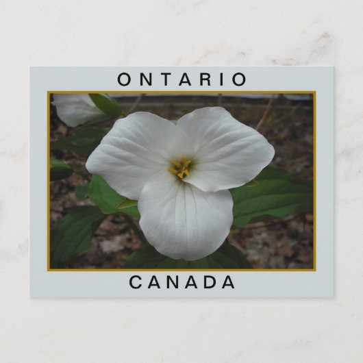 Ontario, Canada Trillium Briefkaart (Voorkant)