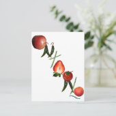 Ontario groenten en fruit briefkaart (Staand voorkant)