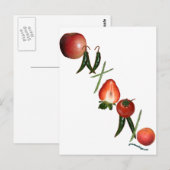 Ontario groenten en fruit briefkaart (Voorkant / Achterkant)