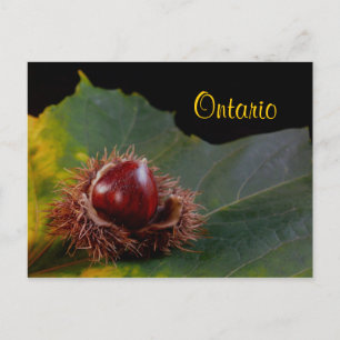 Ontario, herfst leder met not Briefkaart