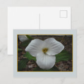 Ontario Trillium Beauty Briefkaart (Voorkant / Achterkant)