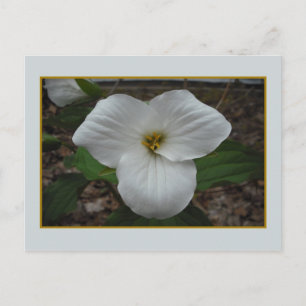 Ontario Trillium Beauty Briefkaart