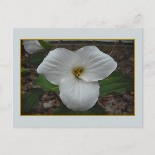 Ontario Trillium Beauty Briefkaart (Voorkant)