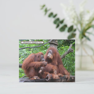 Ontbijt de Orangutans Singapore Zoo Briefkaart
