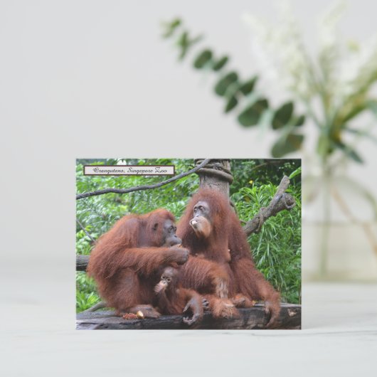 Ontbijt de Orangutans Singapore Zoo Briefkaart (Staand voorkant)