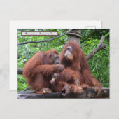 Ontbijt de Orangutans Singapore Zoo Briefkaart (Voorkant / Achterkant)