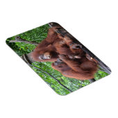 Ontbijt de Orangutans Singapore Zoo Magneet (Rechterzijde)