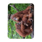 Ontbijt de Orangutans Singapore Zoo Magneet (Verticaal)