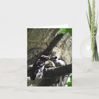 Ontbijt (Downy Woodpecker #1) - Blank Note Kaart