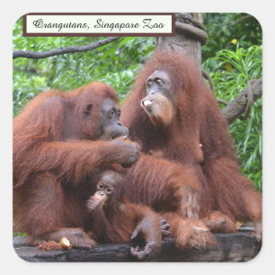 Ontbijt het orangutans Singapore Zoo Square Vierkante Sticker