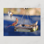 Ontbijttafel (vogels) Briefkaart (Voorkant)