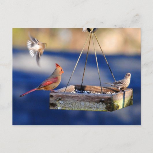 Ontbijttafel (vogels) Briefkaart (Voorkant)