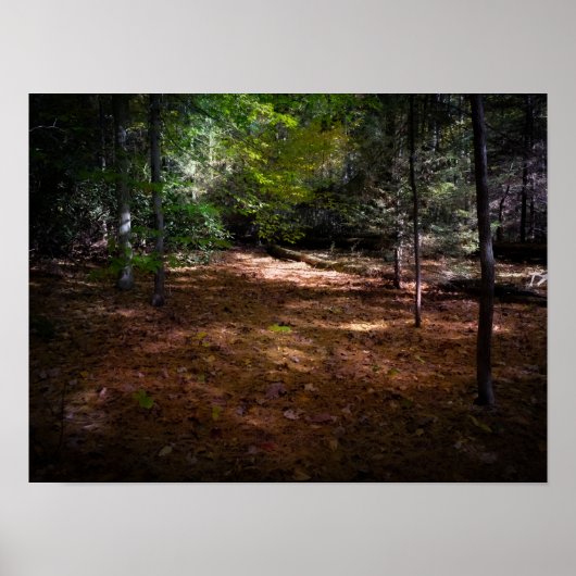 Ontbossing in een donker bos poster (Voorkant)