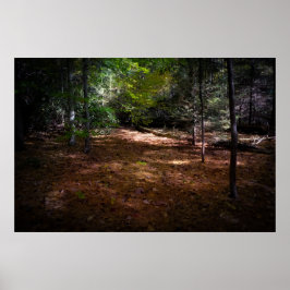 Ontbossing in een donker bos poster