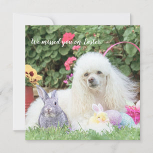 Ontbreek je op de Paaspoehond-platte kaart