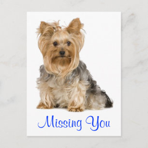 Ontbrekend U Yorkshire Terrier Puppy Dog Briefkaar Briefkaart