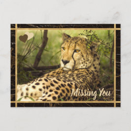 Ontbrekend You Cheetah Photo Afbeelding Briefkaart