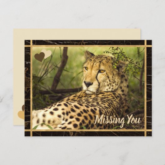 Ontbrekend You Cheetah Photo Afbeelding Briefkaart (Voorkant / Achterkant)