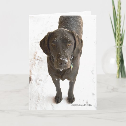 Ontbrekende foto van uw chocolade-labrador-hond kaart (Voorkant)