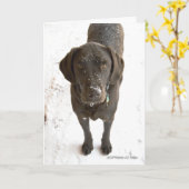 Ontbrekende foto van uw chocolade-labrador-hond kaart (Gele Bloem)