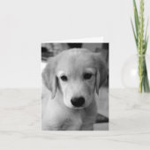 Ontbrekende puppy kaart (Voorkant)