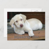 Ontbrekende U Yellow Labrador Retriever Briefkaart (Voorkant / Achterkant)