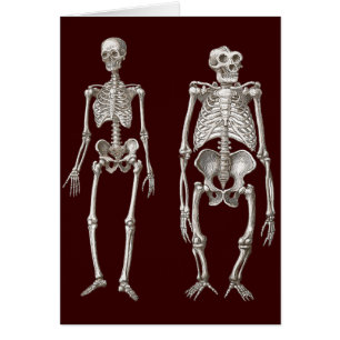 Ontbrekende verbinding - Skeletten van Man en Ape