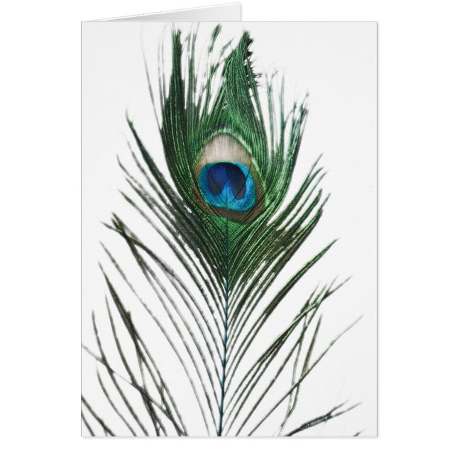 Ontbroken pacock (Voorkant)