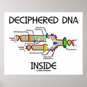 Ontcijferd DNA in biologie voor DNA-replicatie Poster