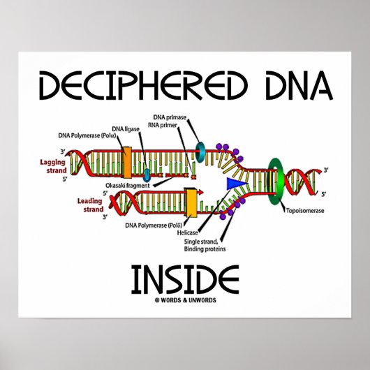 Ontcijferd DNA in biologie voor DNA-replicatie Poster (Voorkant)