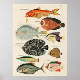Ontdek het Colorful Marine Life. Vintage Poster. Poster