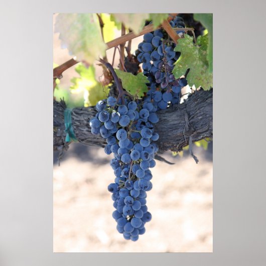 OnTheVine Poster (Voorkant)