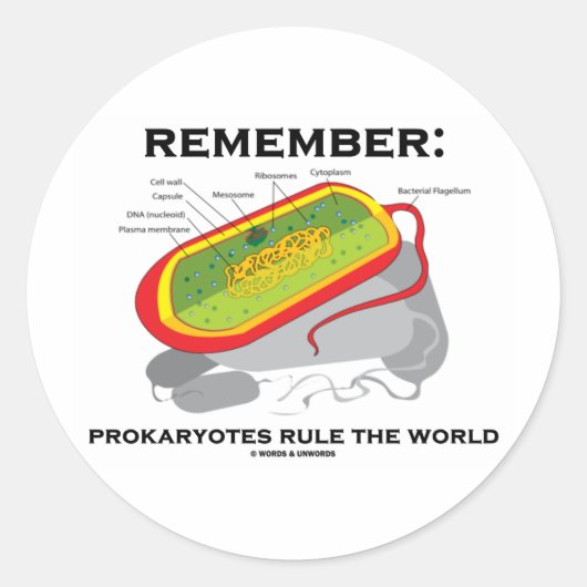 Onthoud: Prokaryotes regelt de wereld Ronde Sticker (Voorkant)
