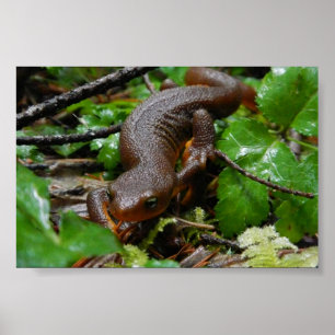 onthuide salamander poster