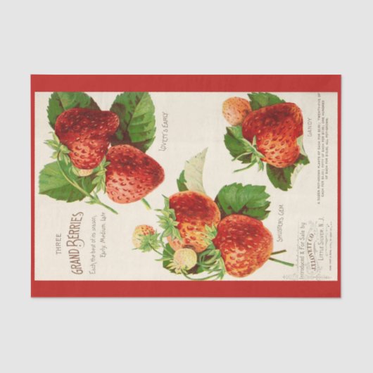 Ontkoppel papier 10 x 15 inch - Botanisch artikel  (Voorkant)