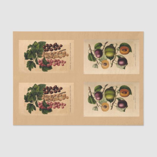 Ontkoppel papier 10 x 15 inch - Botanisch artikel (Voorkant)