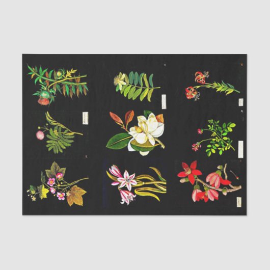 Ontkoppel papier 10 x 15 inch - Mary Delany 14 (Voorkant)