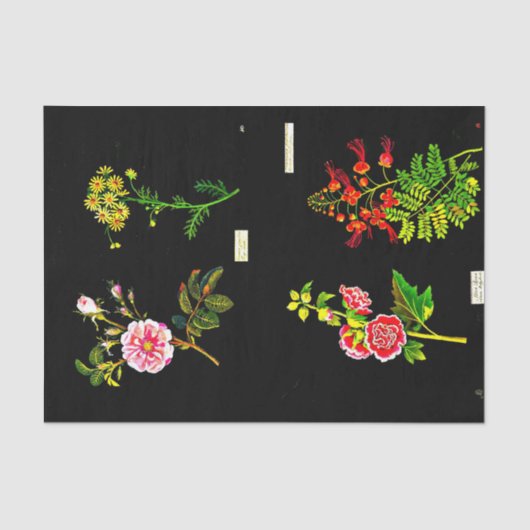 Ontkoppel papier 10 x 15 inch - Mary Delany 16 (Voorkant)