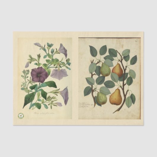 Ontkoppeld papier 10 x 15 inch - Botanisch artikel (Voorkant)