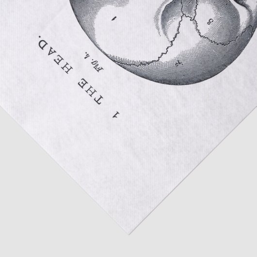 Ontkoppeling van de schedel van Halloween Tissuepapier (Detail)