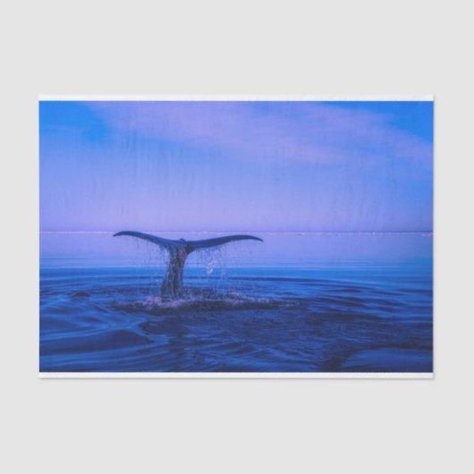 Ontkoppeling van de walvis tissuepapier (Voorkant)